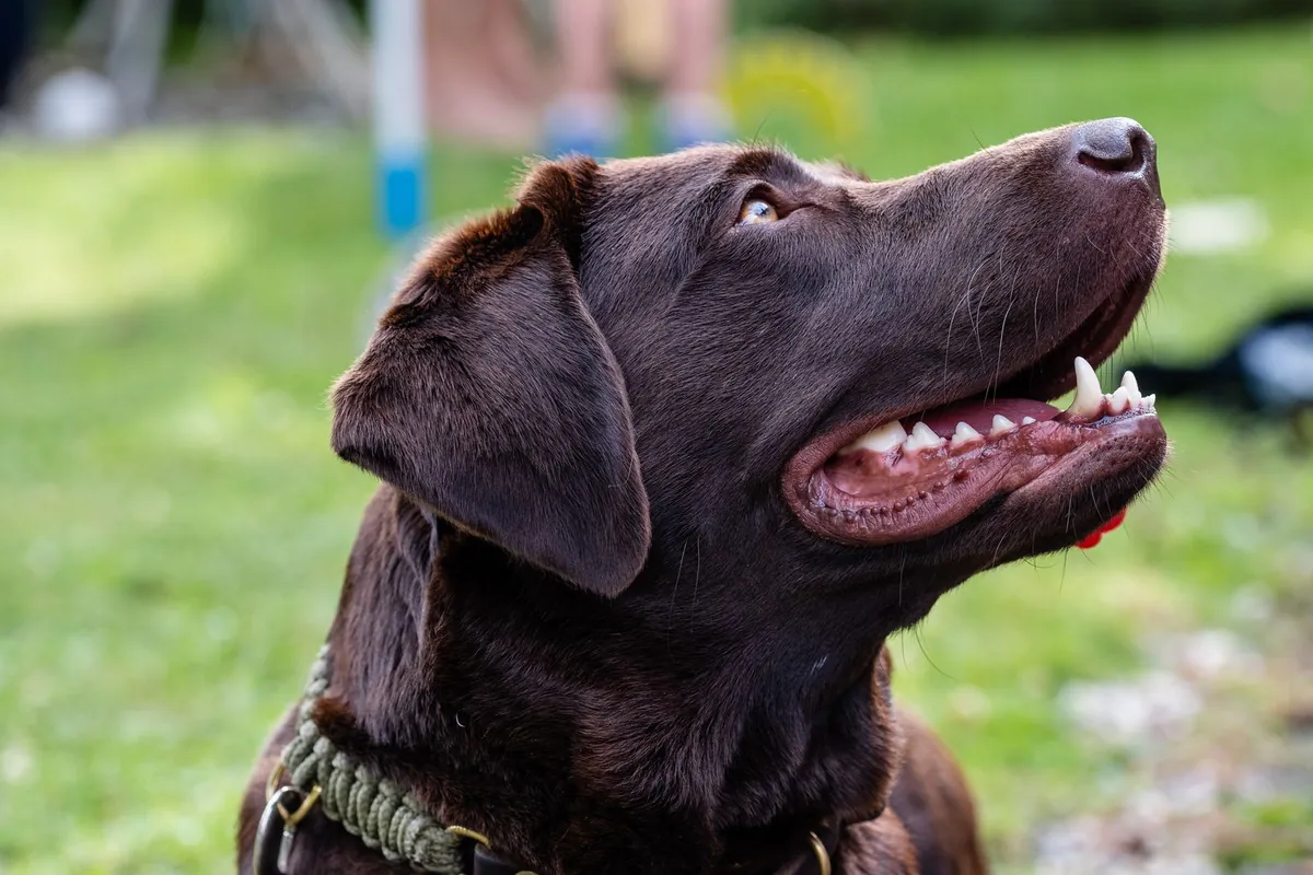 Labrador retriever, original photo